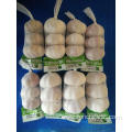 New Crop Fresh Garlic Jinxiang High Quality